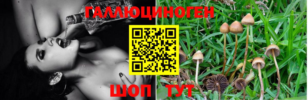 Псилоцибиновые грибы MAGIC MUSHROOMS Добрянка